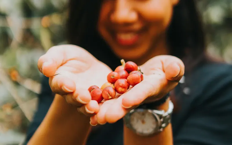 Cueillette de cerises de café mûres dans les hauts plateaux du Burundi